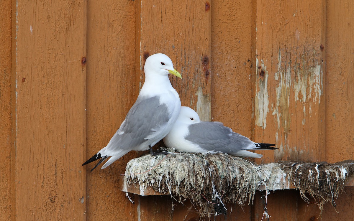 Black-legged Kittiwake (tridactyla) - ML64889821