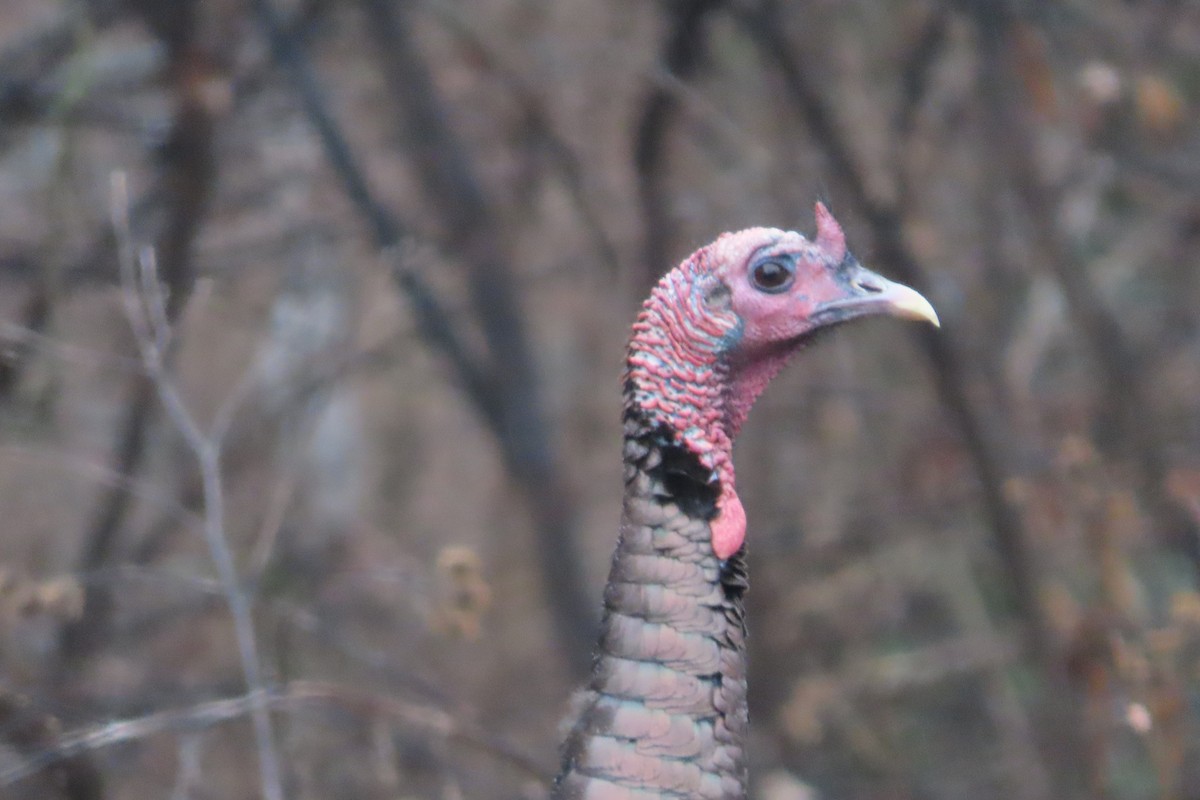 krocan divoký - ML648898255