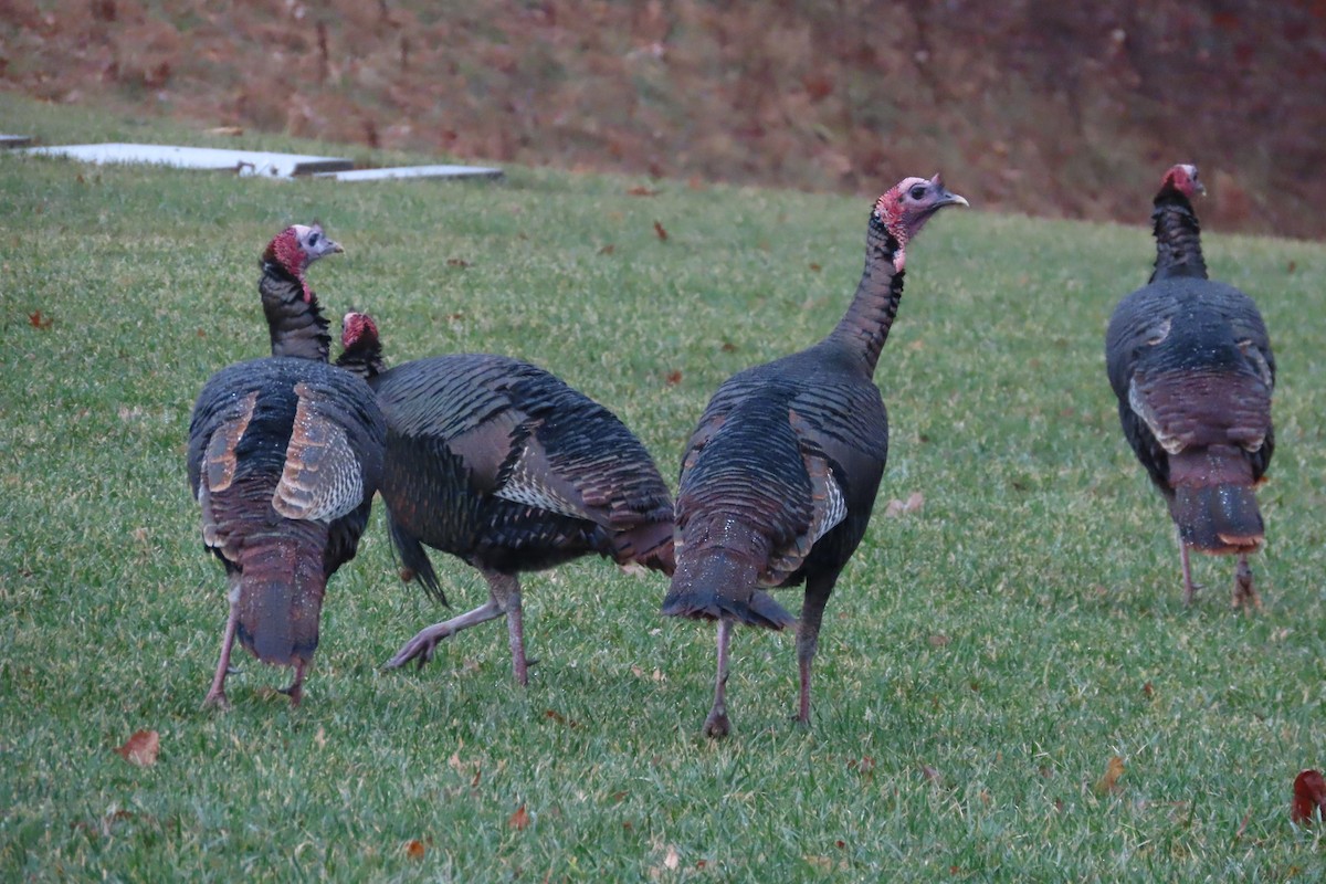 krocan divoký - ML648898266