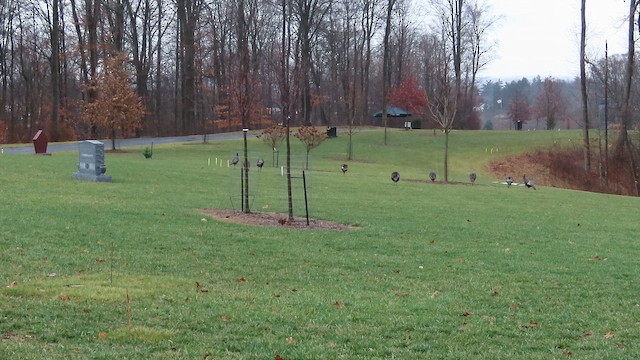 Wild Turkey - ML648898297