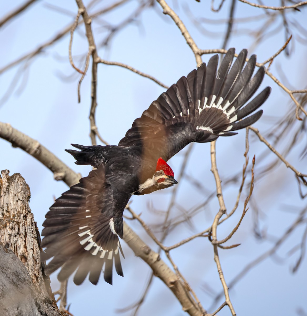 Pileated Woodpecker - ML648898346