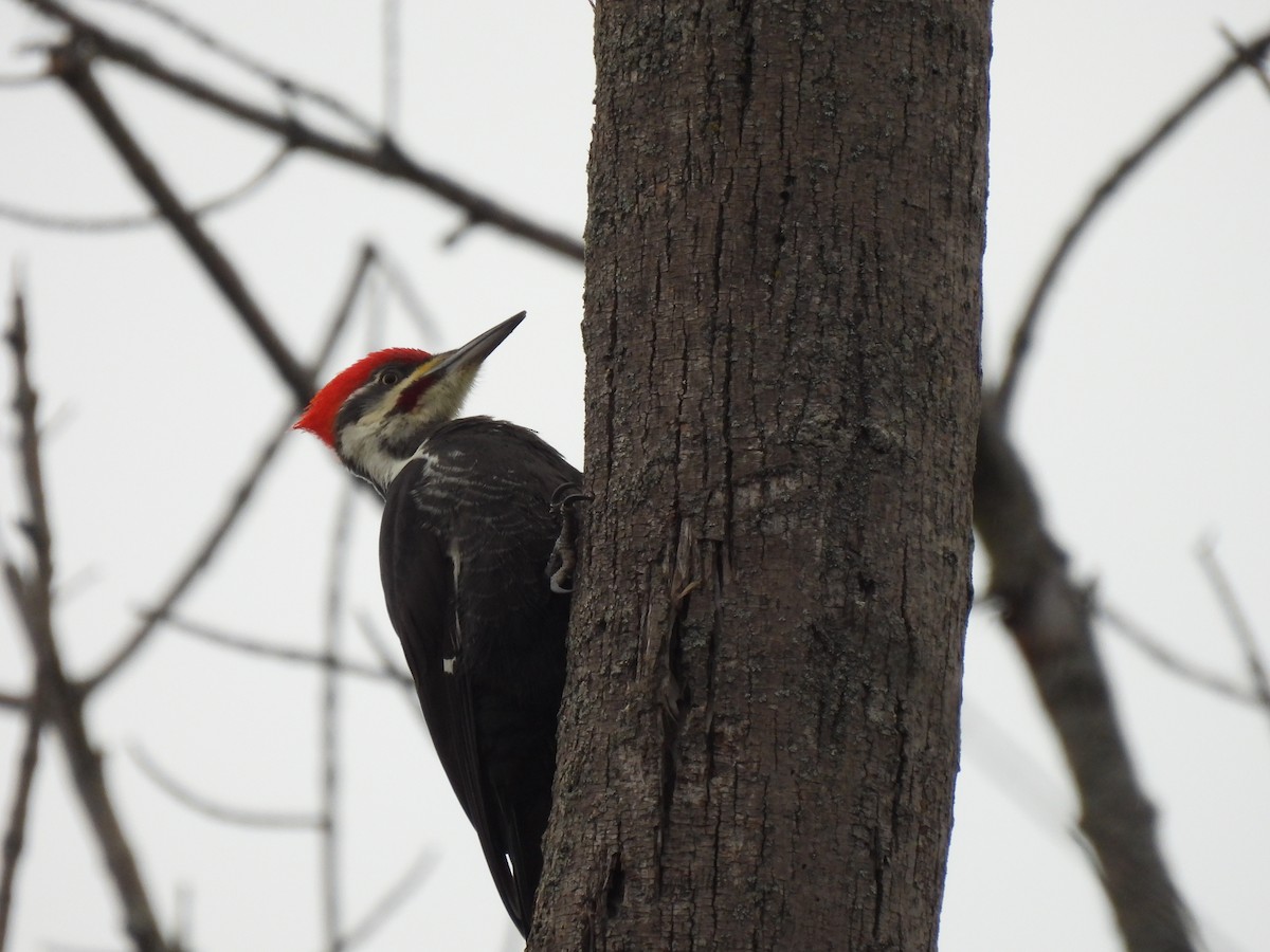 Pileated Woodpecker - ML648898491