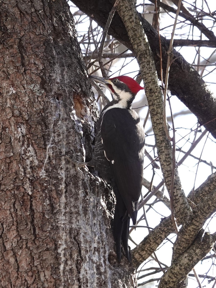 Pileated Woodpecker - ML648898528