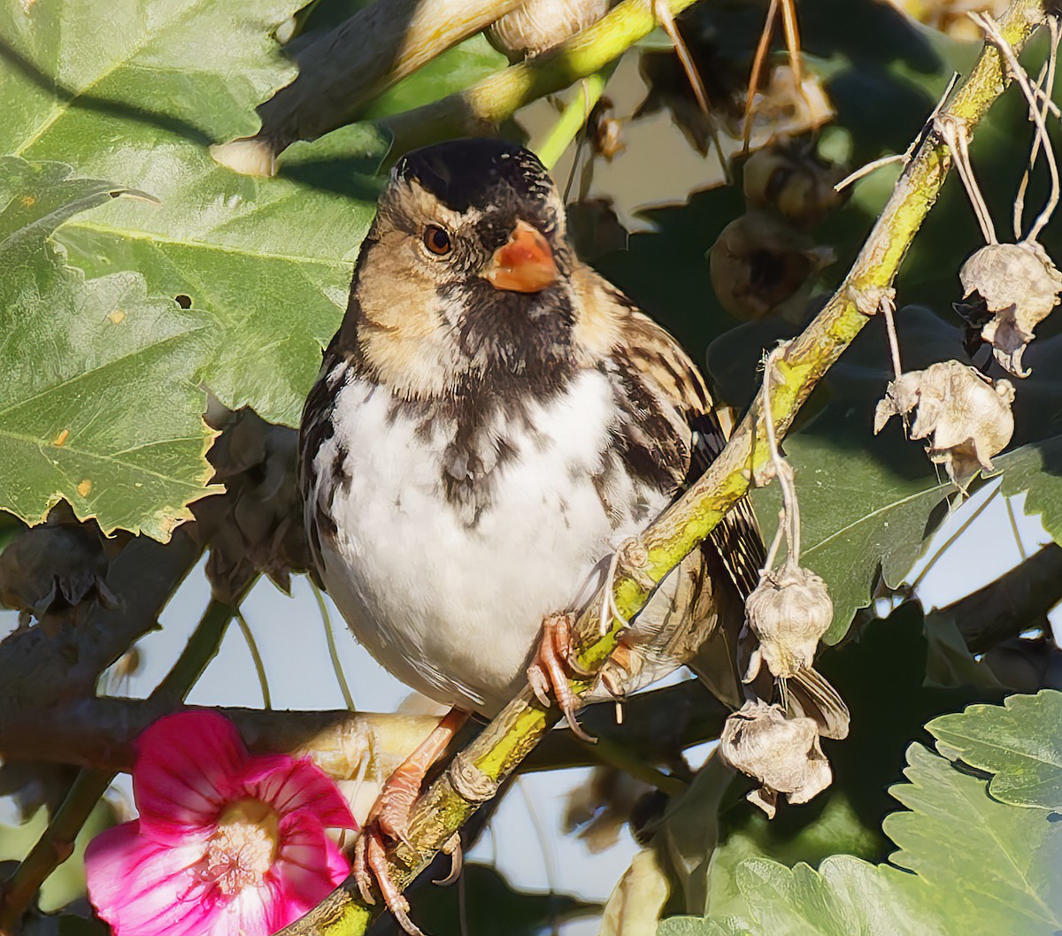 Бруант північний - ML648898542