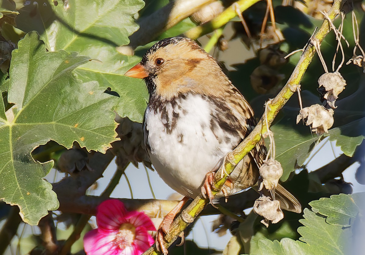 Бруант північний - ML648898543