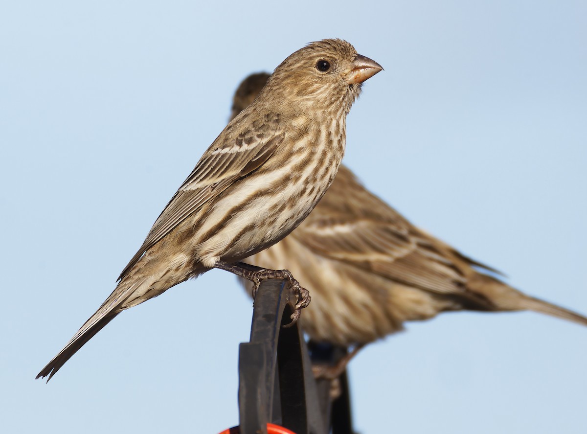 Чечевиця садова - ML648898547