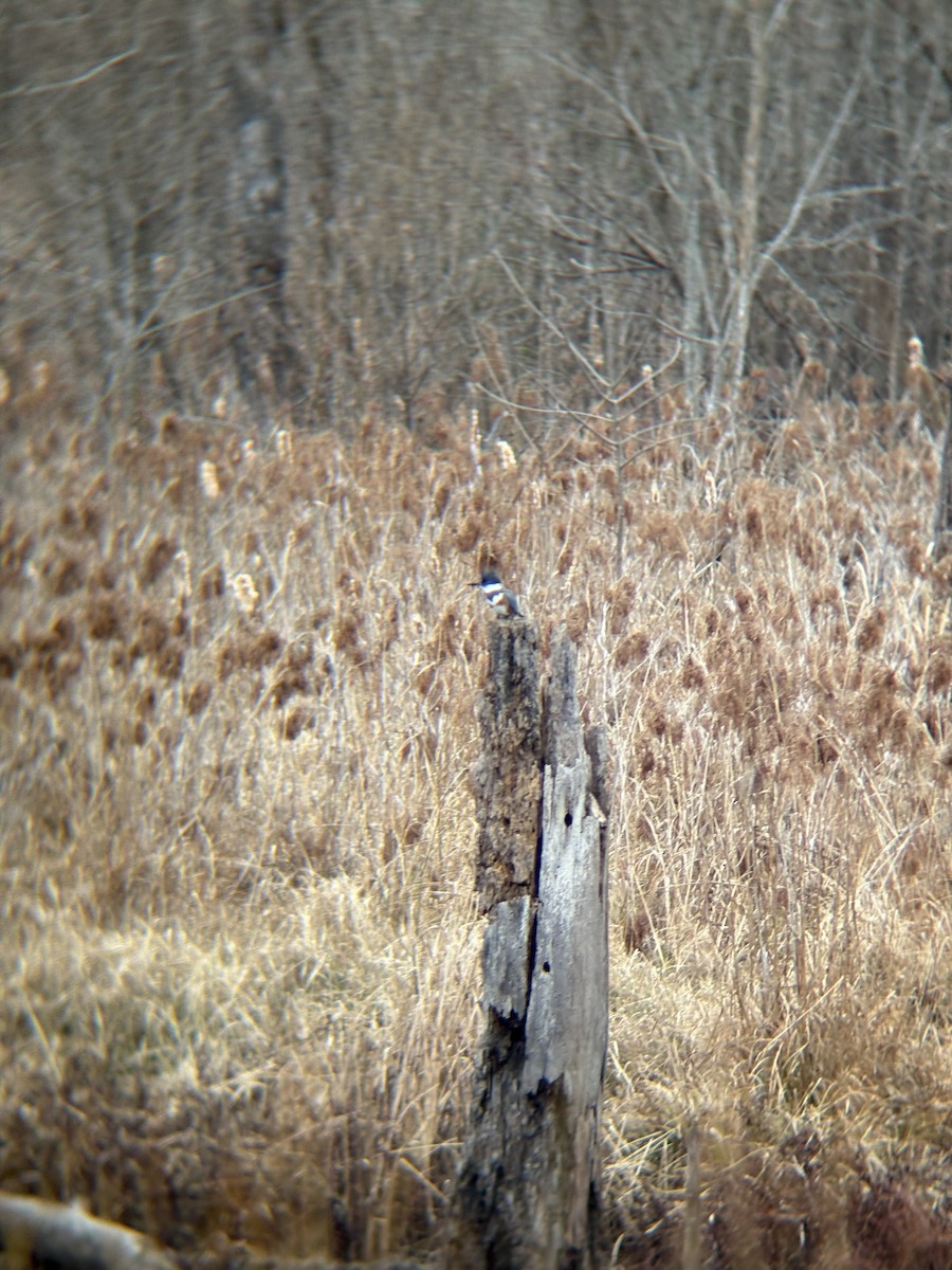 Martin handi iparramerikarra - ML648898555