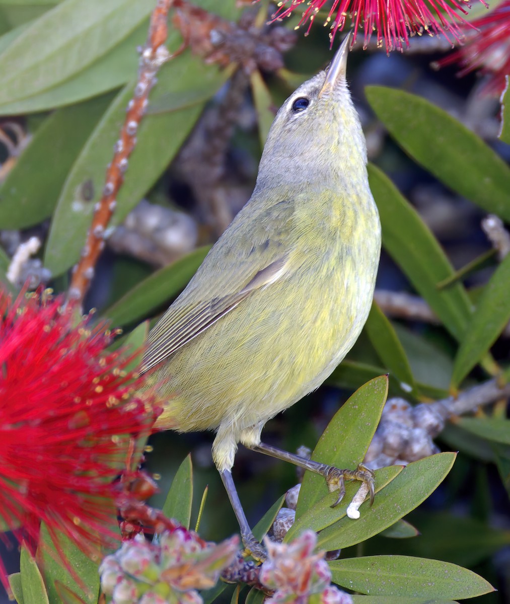 Червоїд оливковий (підвид lutescens) - ML648898559