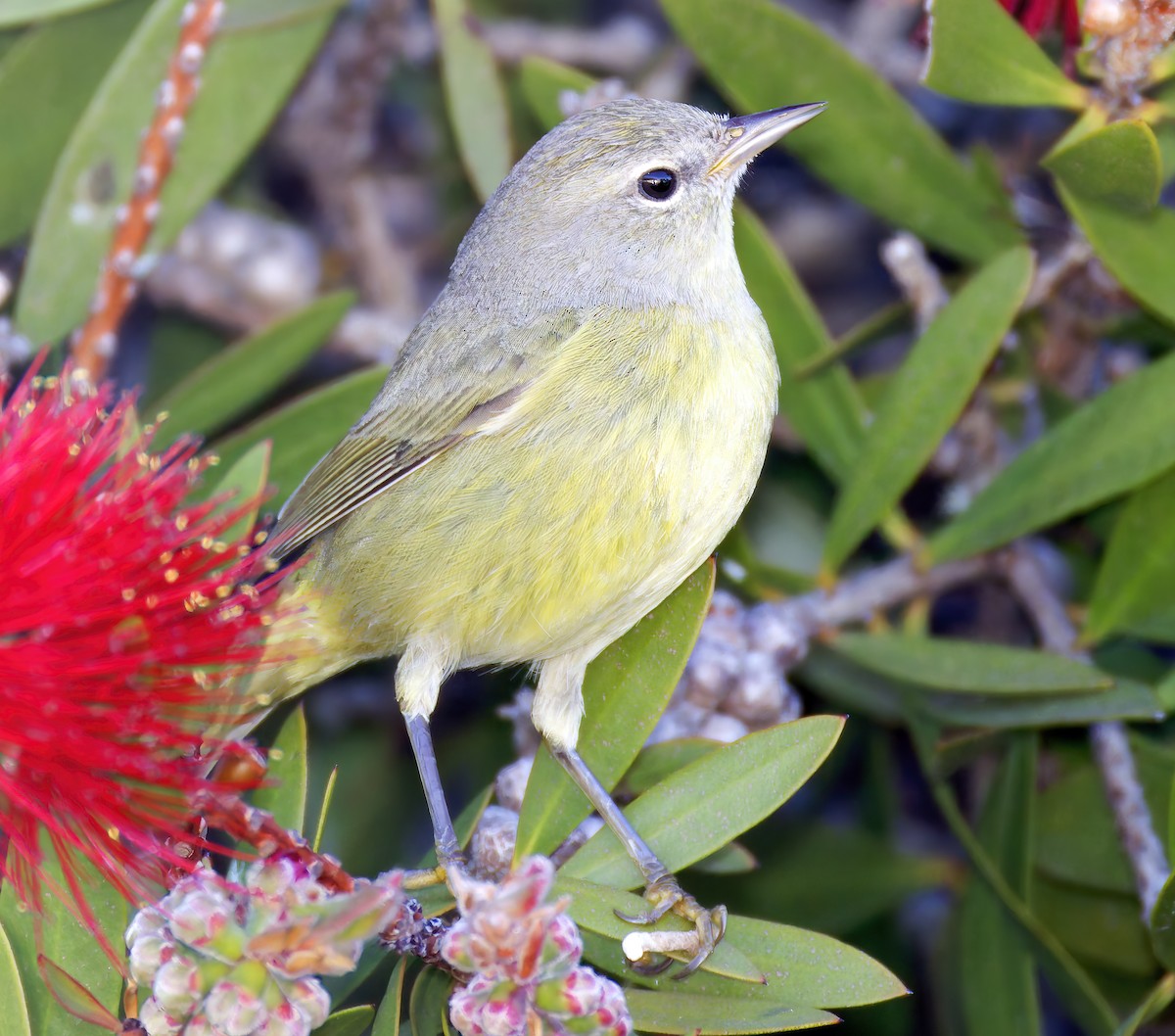 Червоїд оливковий (підвид lutescens) - ML648898560