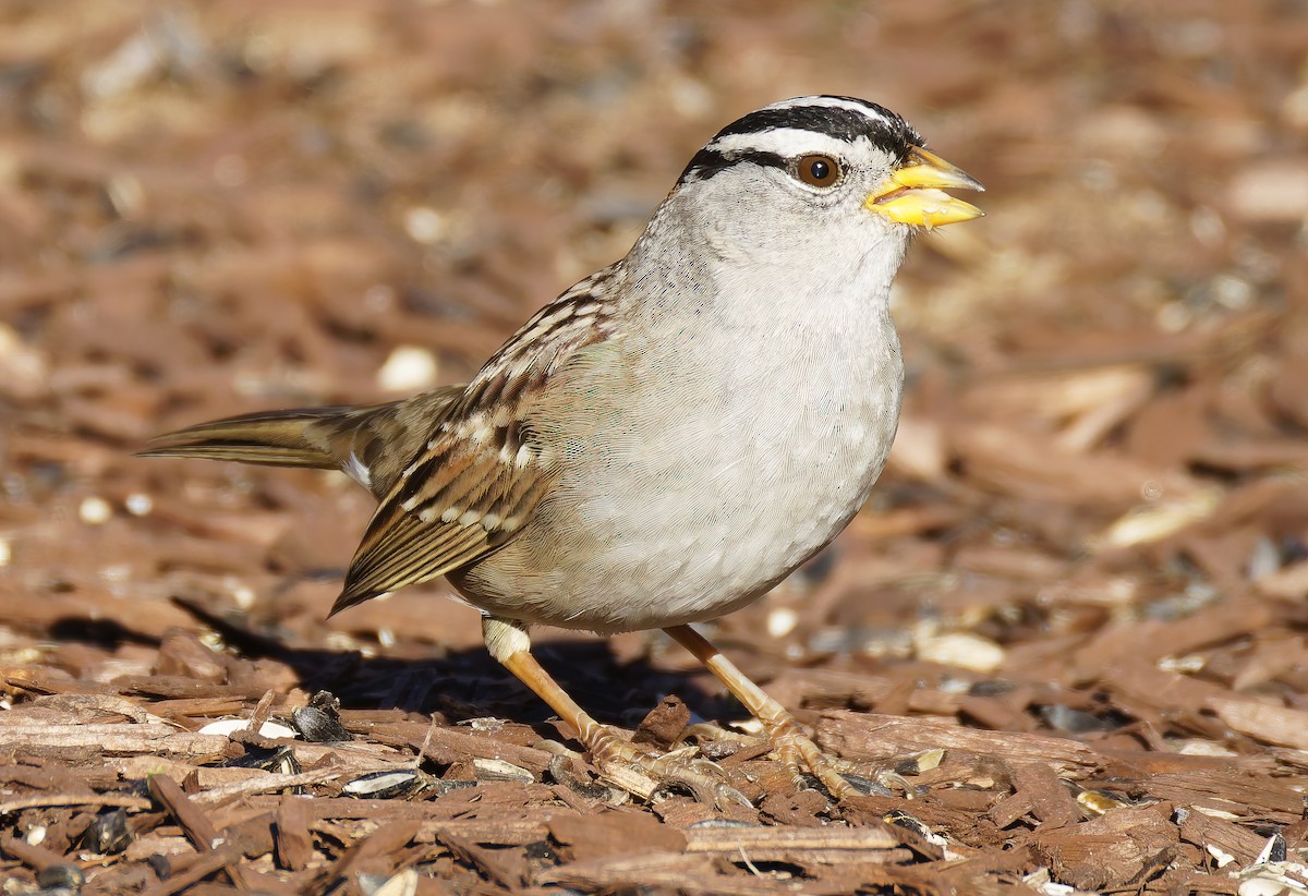 Бруант білобровий - ML648898572