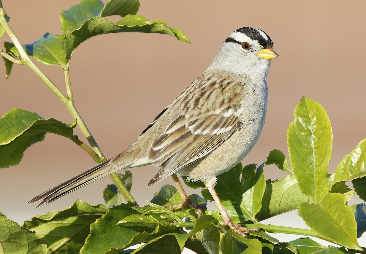 Бруант білобровий - ML648898573