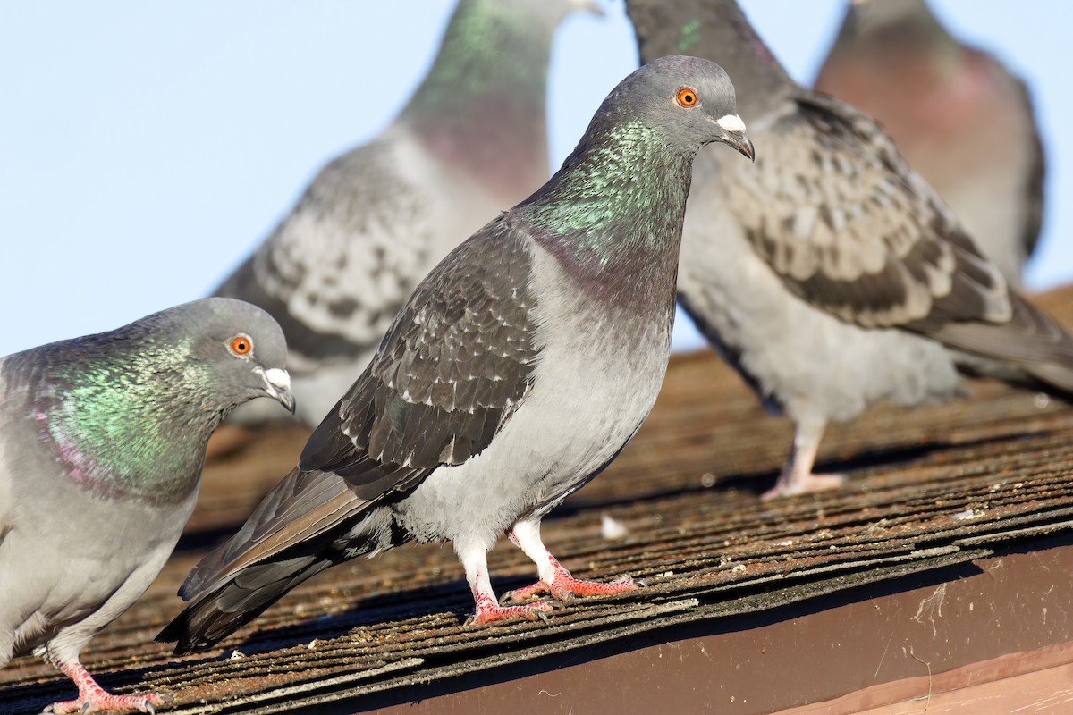 Голуб сизий (міський) - ML648898577