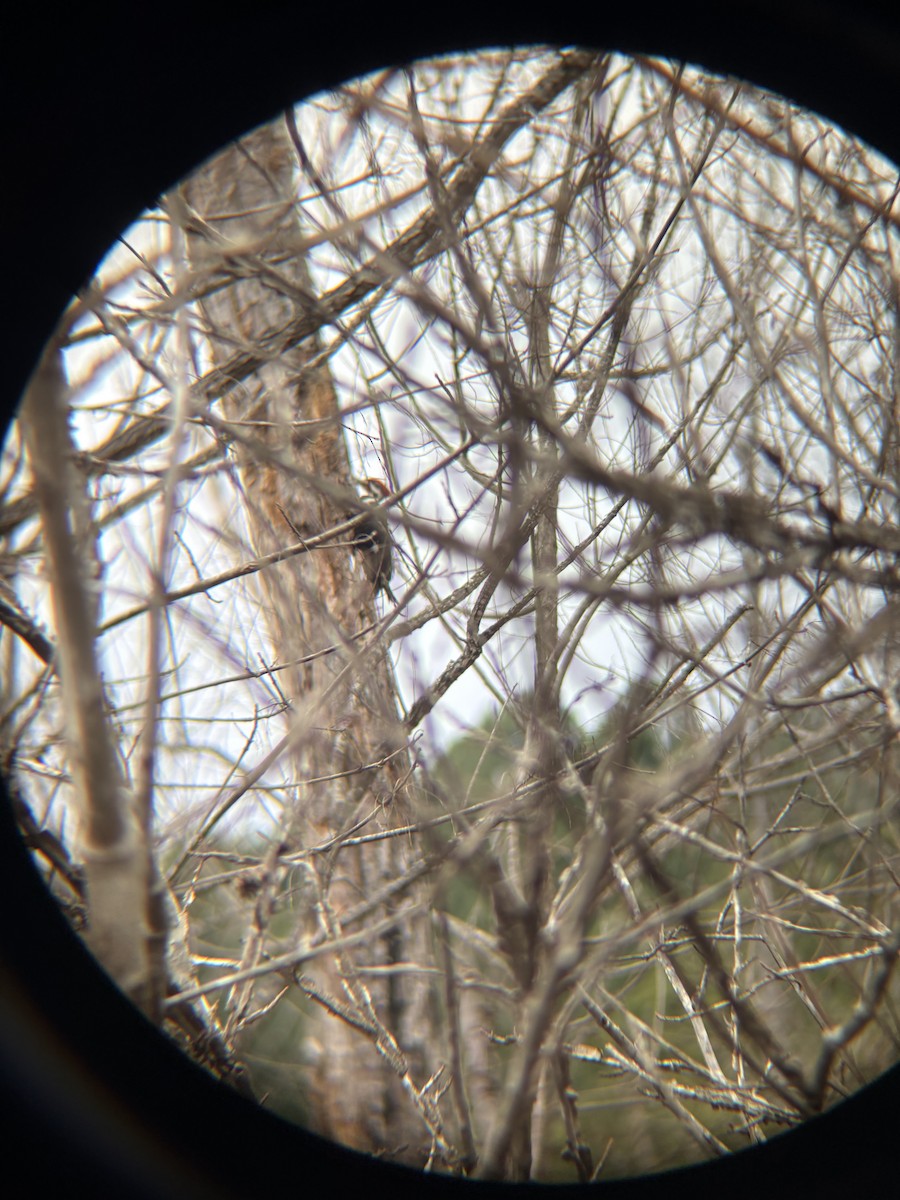 Pileated Woodpecker - ML648898618