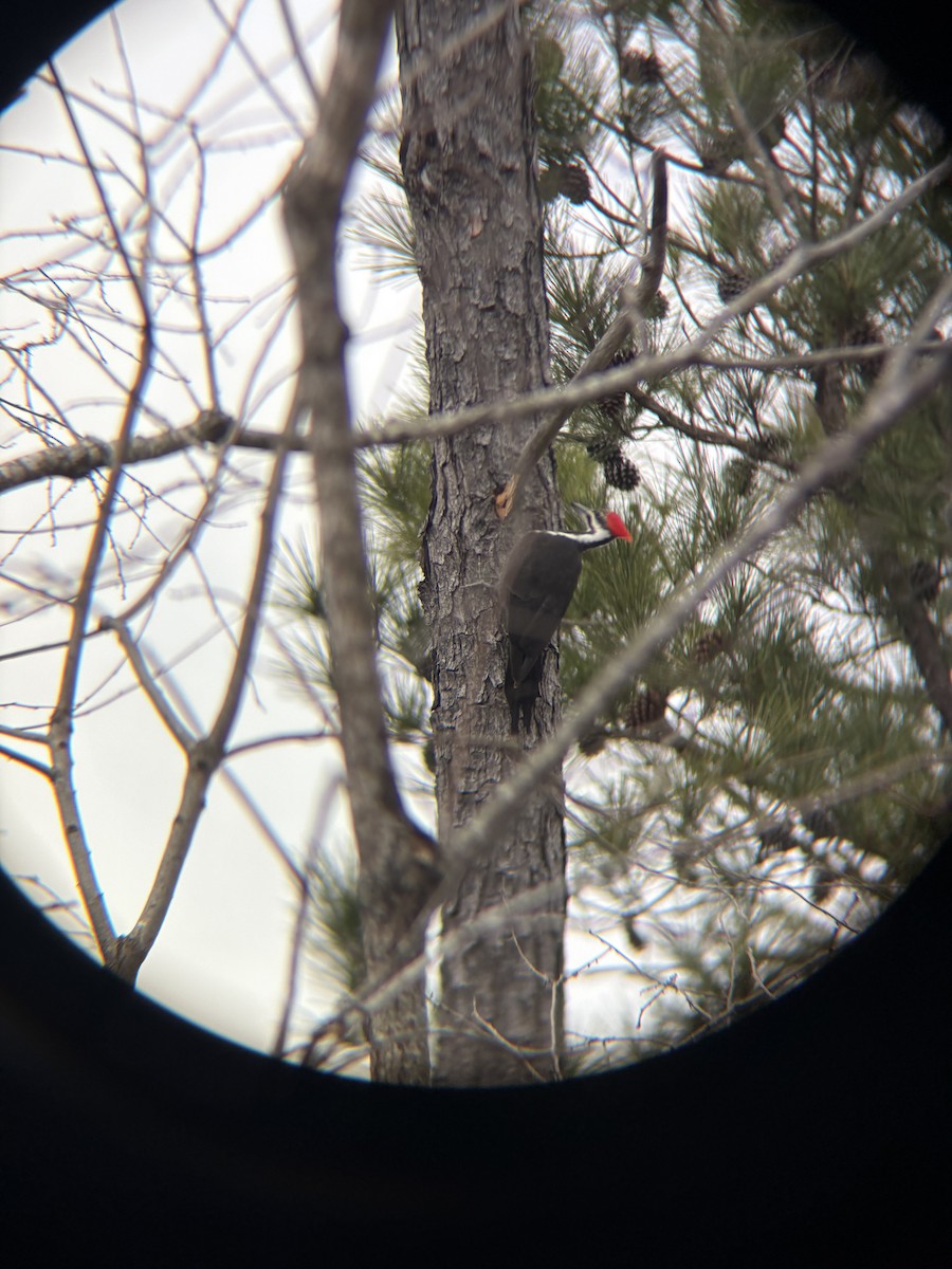 Pileated Woodpecker - ML648898619