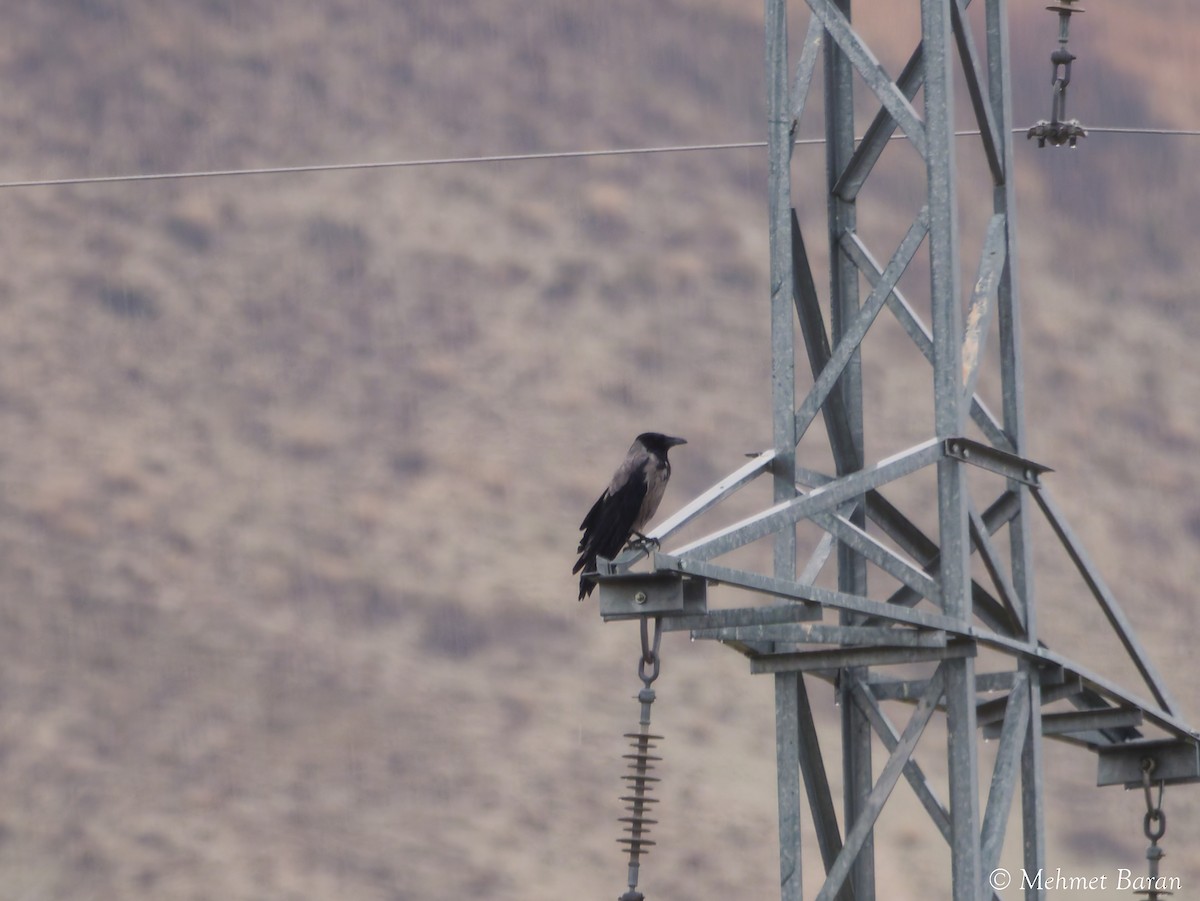 vrána šedá - ML648898798