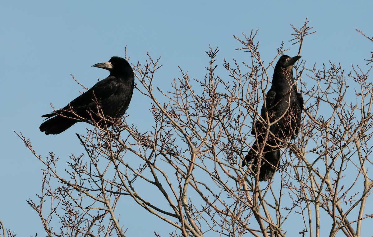 havran polní - ML648898800