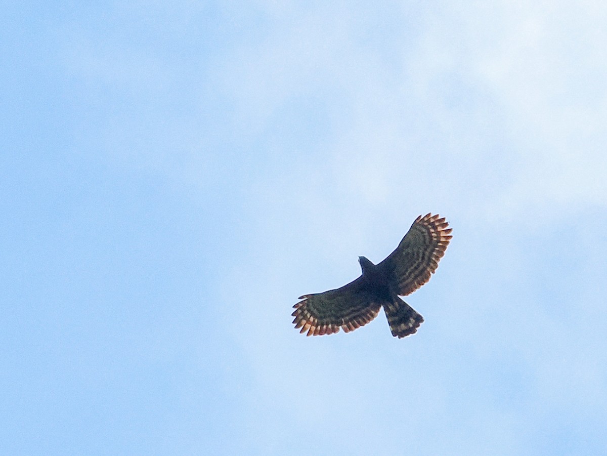 orel černý - ML648898801