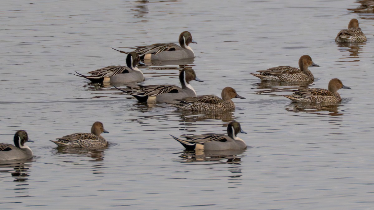 ostralka štíhlá - ML648898802