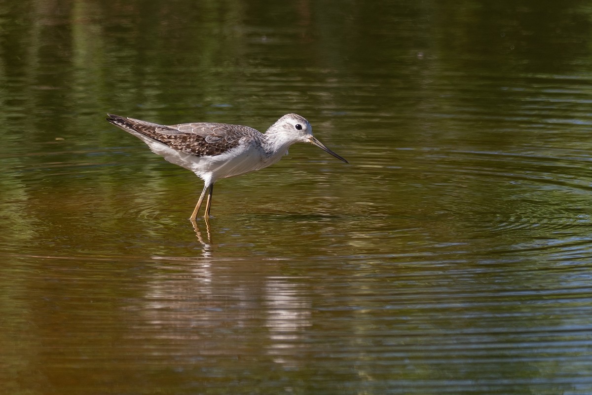 vodouš štíhlý - ML648898803