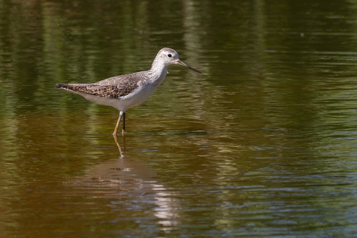 vodouš štíhlý - ML648898804