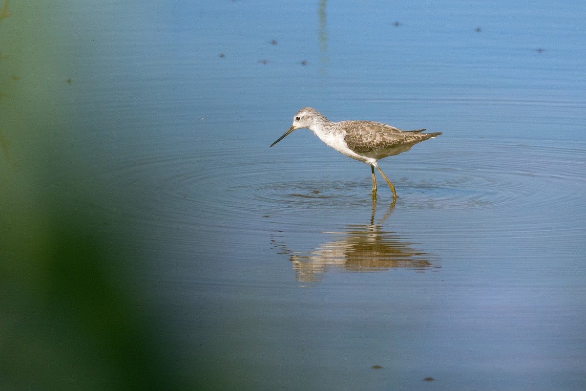 vodouš štíhlý - ML648898805