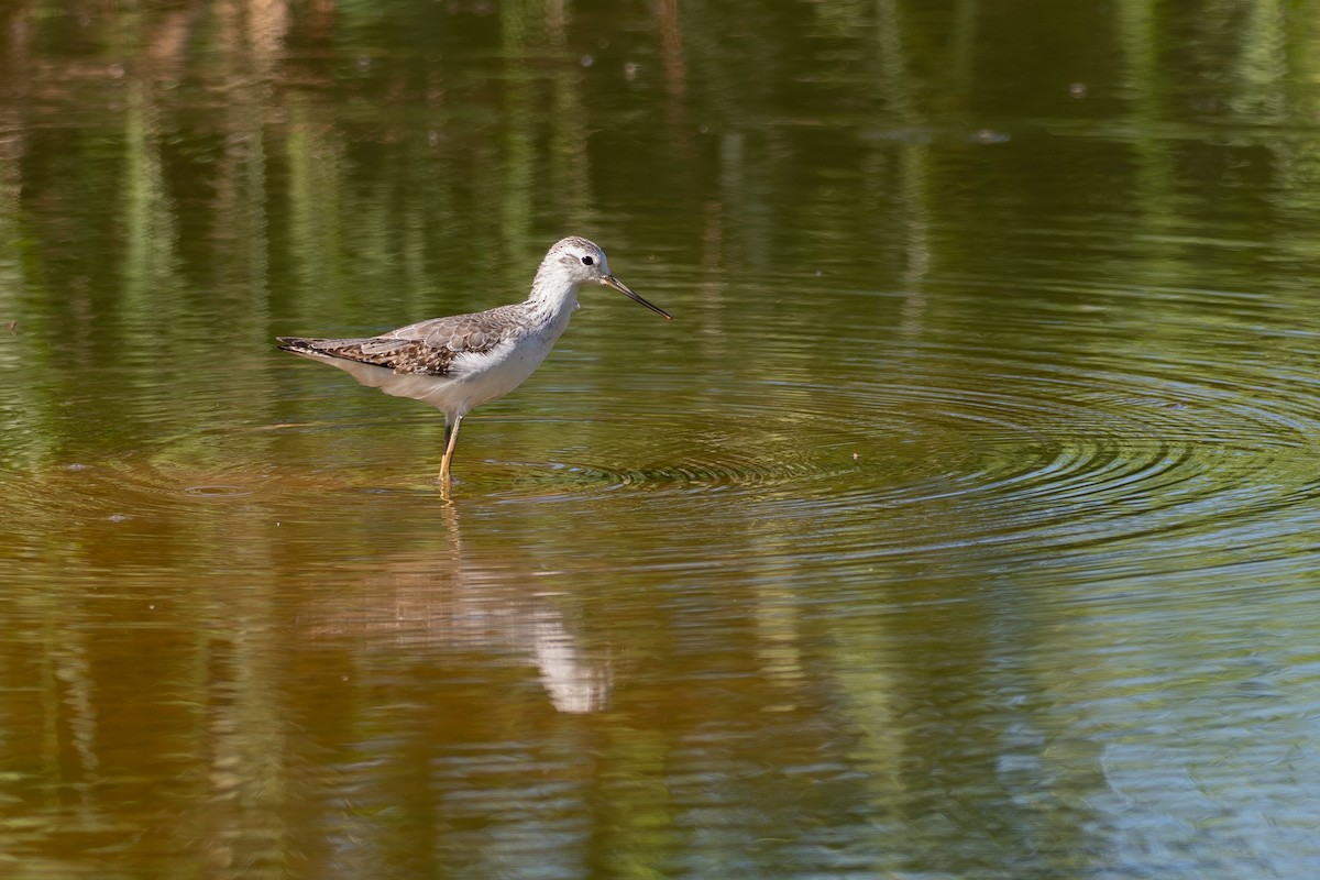 vodouš štíhlý - ML648898807