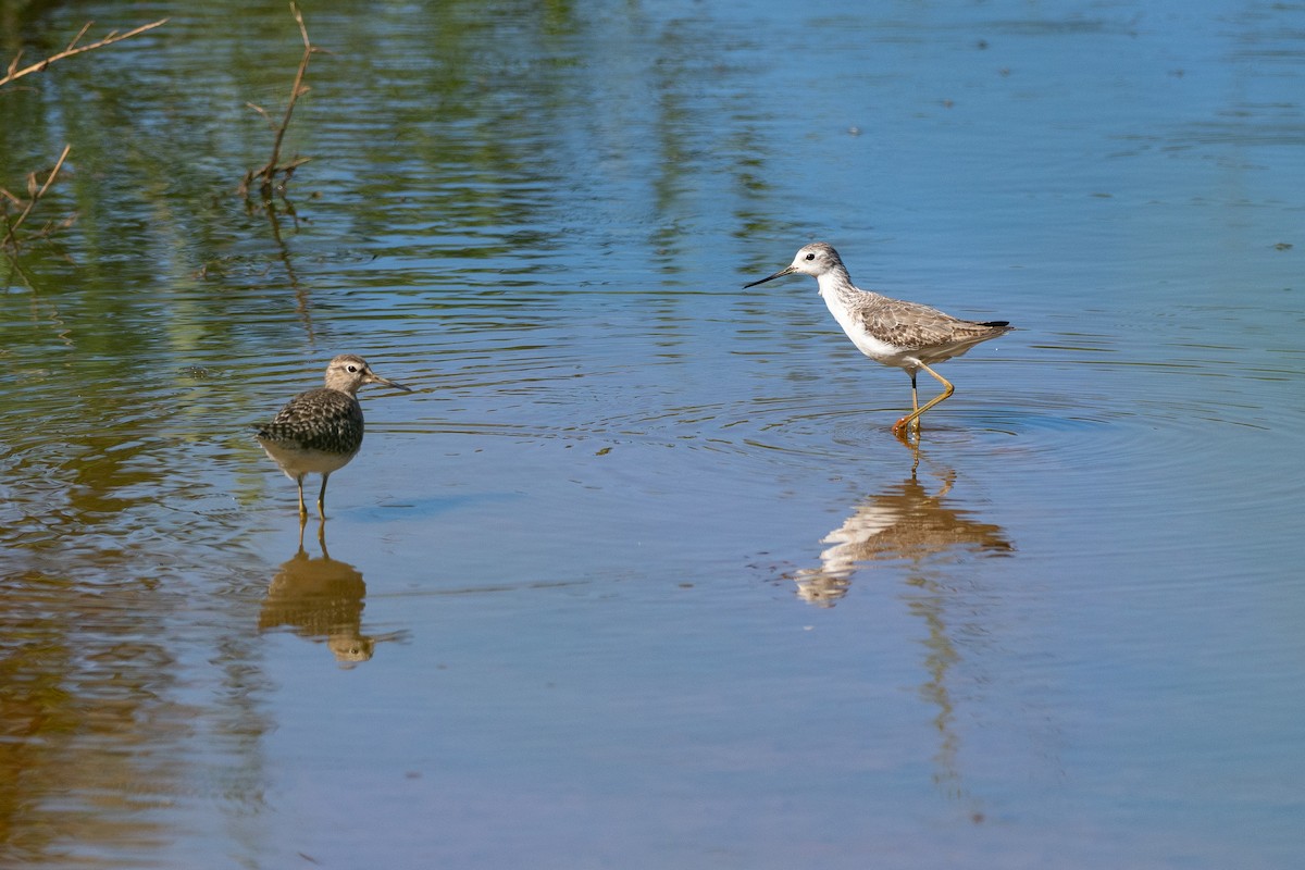 vodouš štíhlý - ML648898808