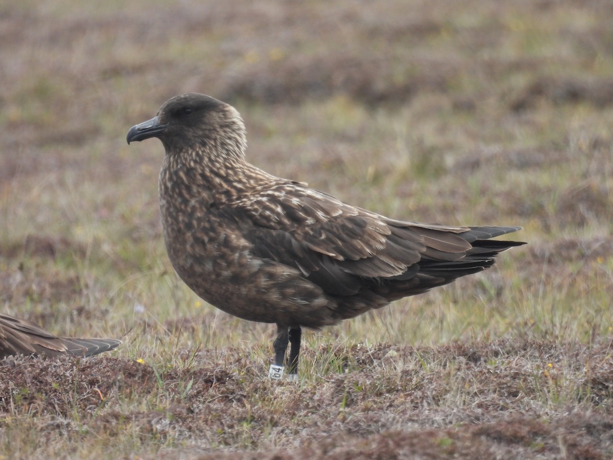 chaluha velká - ML648898809