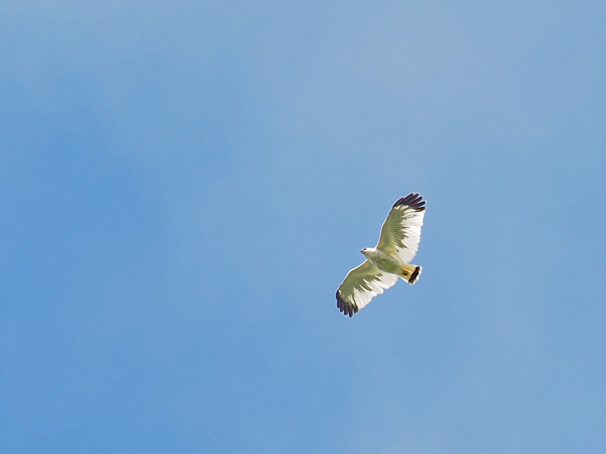 káně pralesní - ML648898810