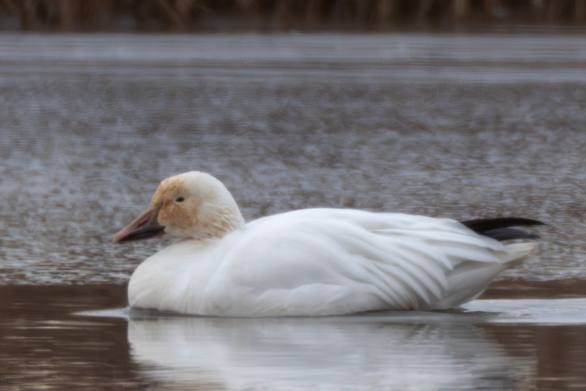 husa sněžní - ML648898811