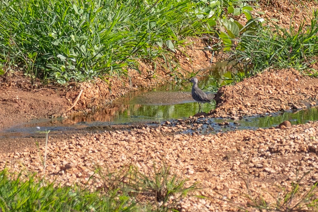 vodouš bahenní - ML648898812