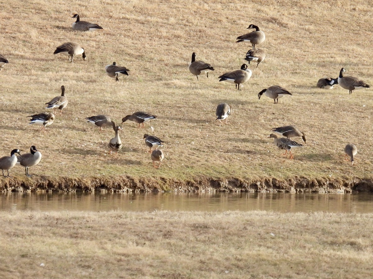 husa běločelá - ML648898814