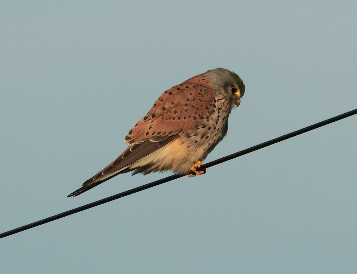 poštolka obecná - ML648898815