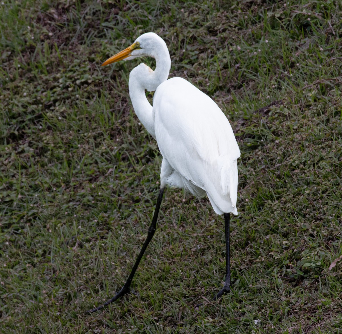 volavka bílá - ML648898816