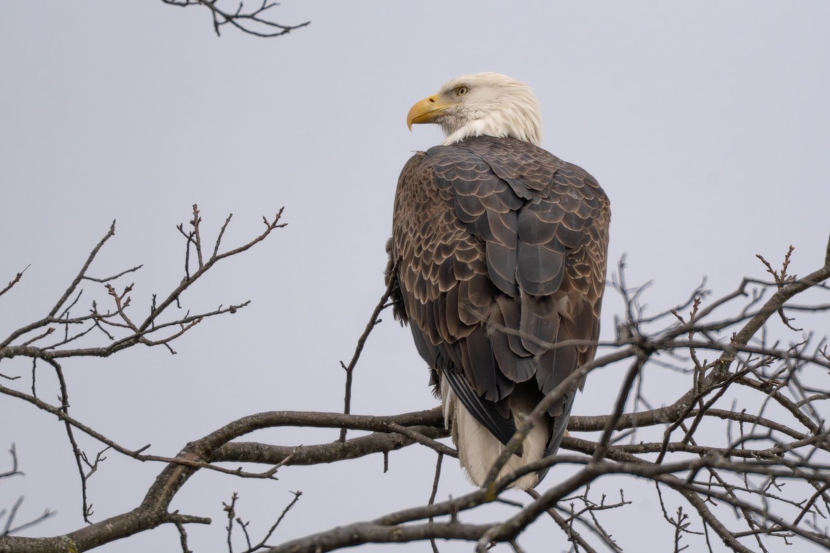 orel bělohlavý - ML648898817