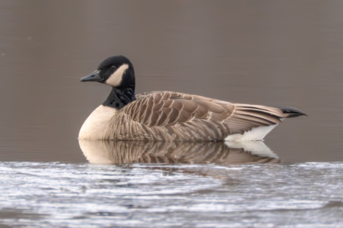 berneška velká - ML648898818