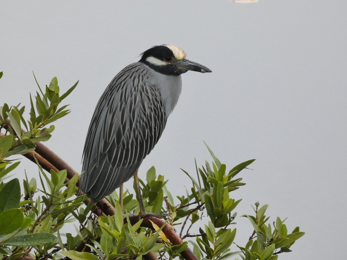 kvakoš žlutočelý - ML648898819