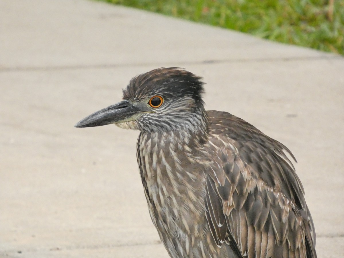 kvakoš žlutočelý - ML648898820