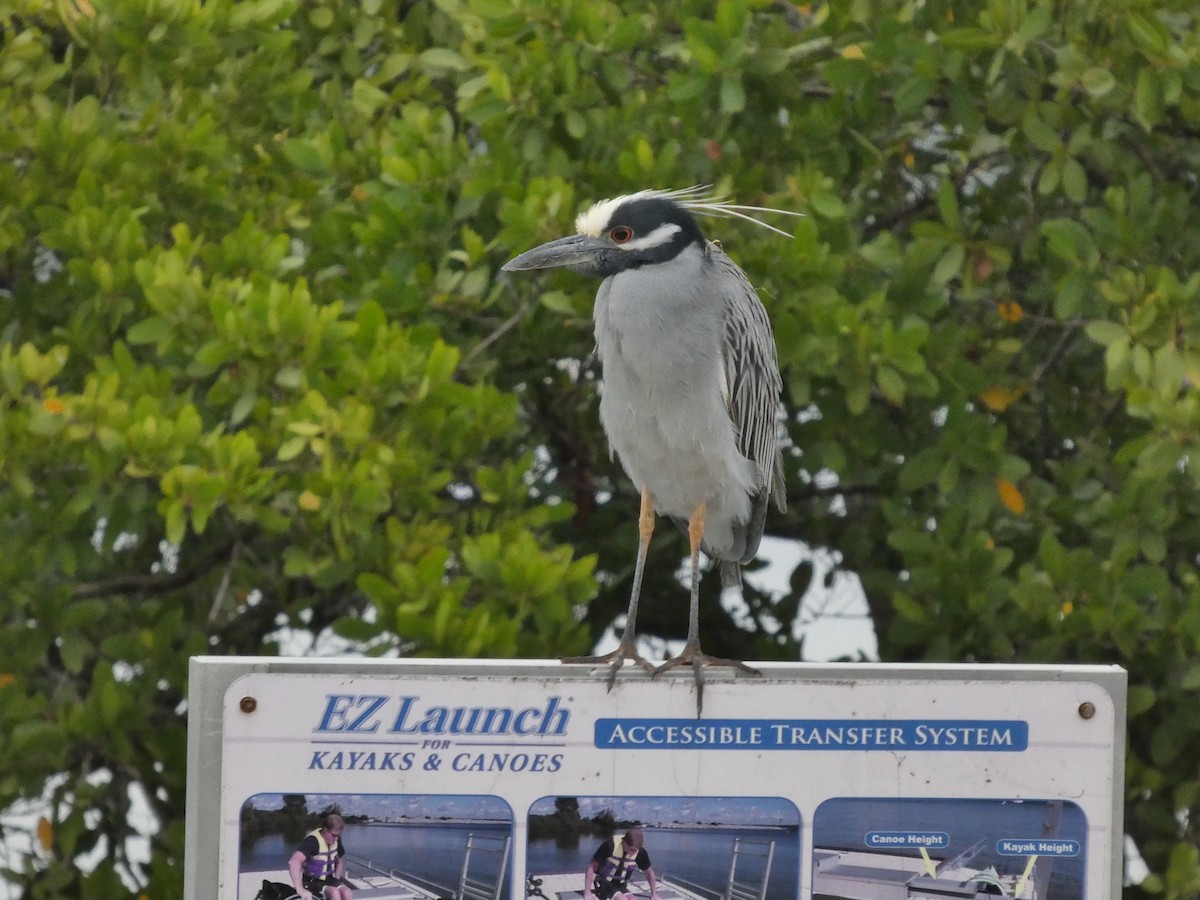 kvakoš žlutočelý - ML648898821