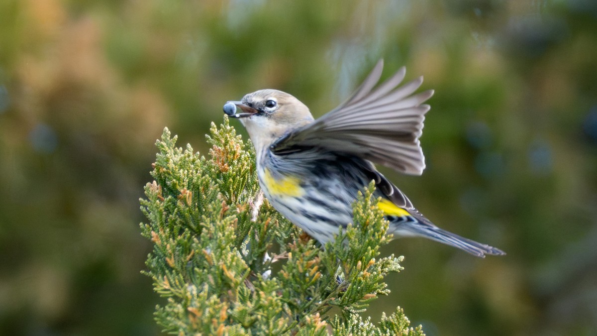 lesňáček žlutoskvrnný - ML648898822