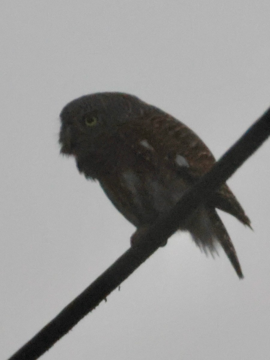 kulíšek kukaččí - ML648898823