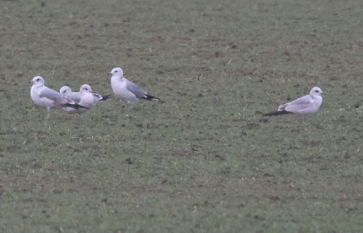 racek bouřní - ML648898825