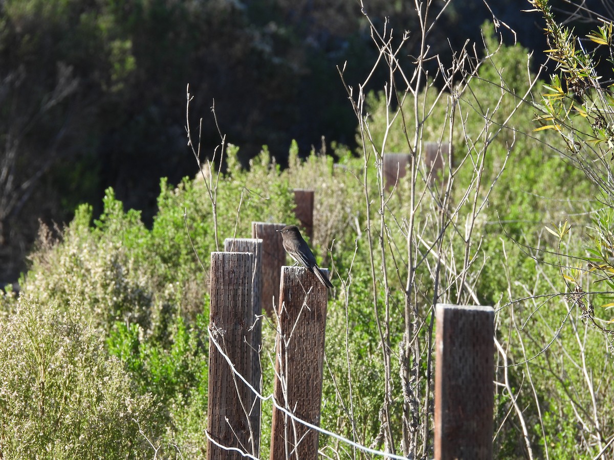 Black Phoebe - ML648898826