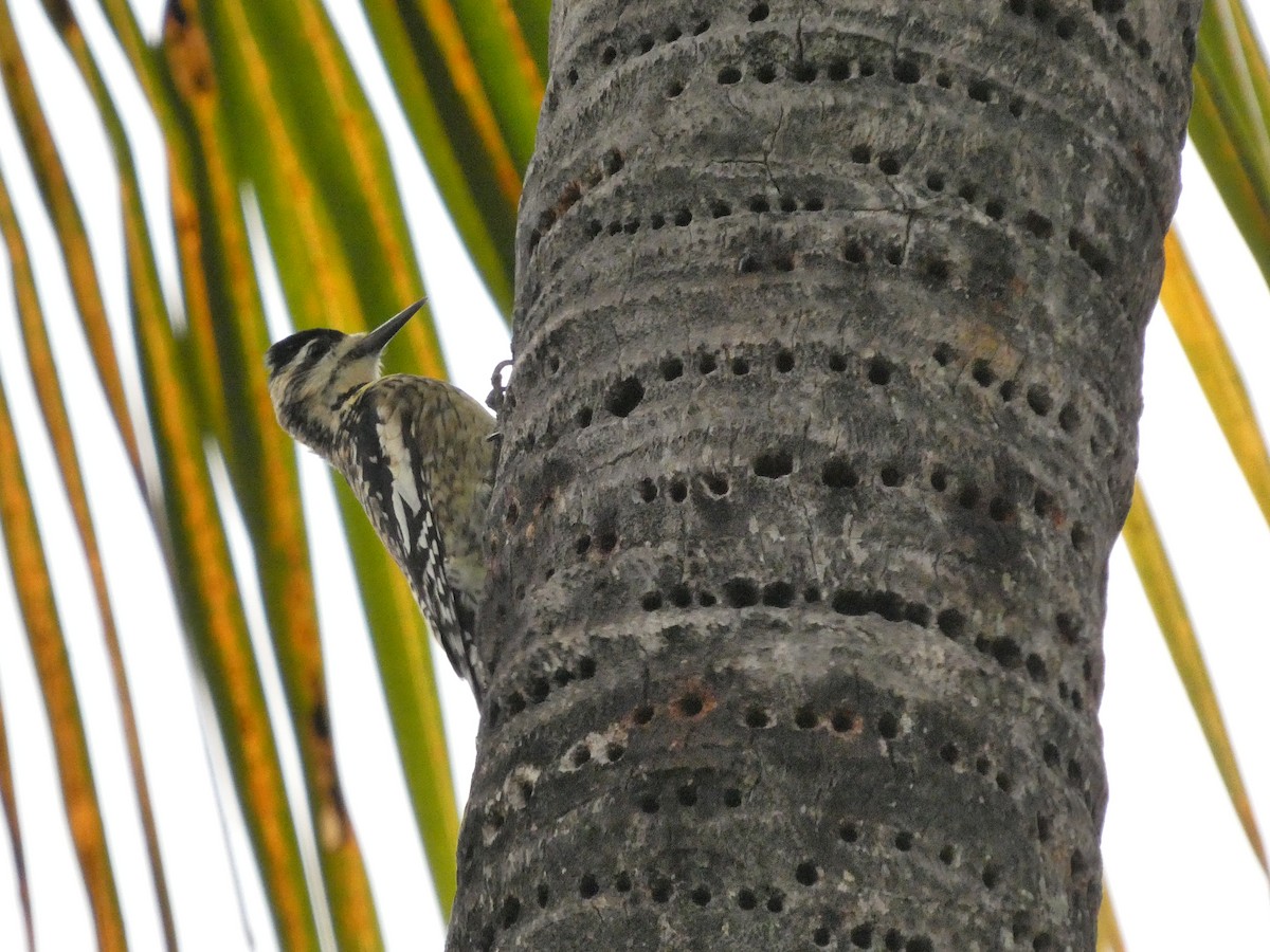 datel rudohrdlý - ML648898827