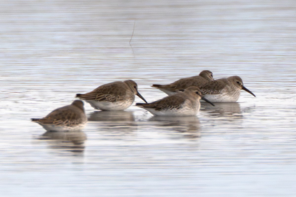 jespák obecný - ML648898828