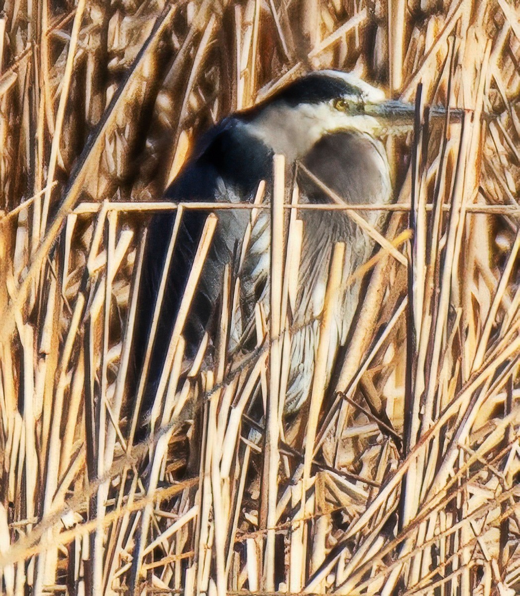 Kanadareiher - ML648898849