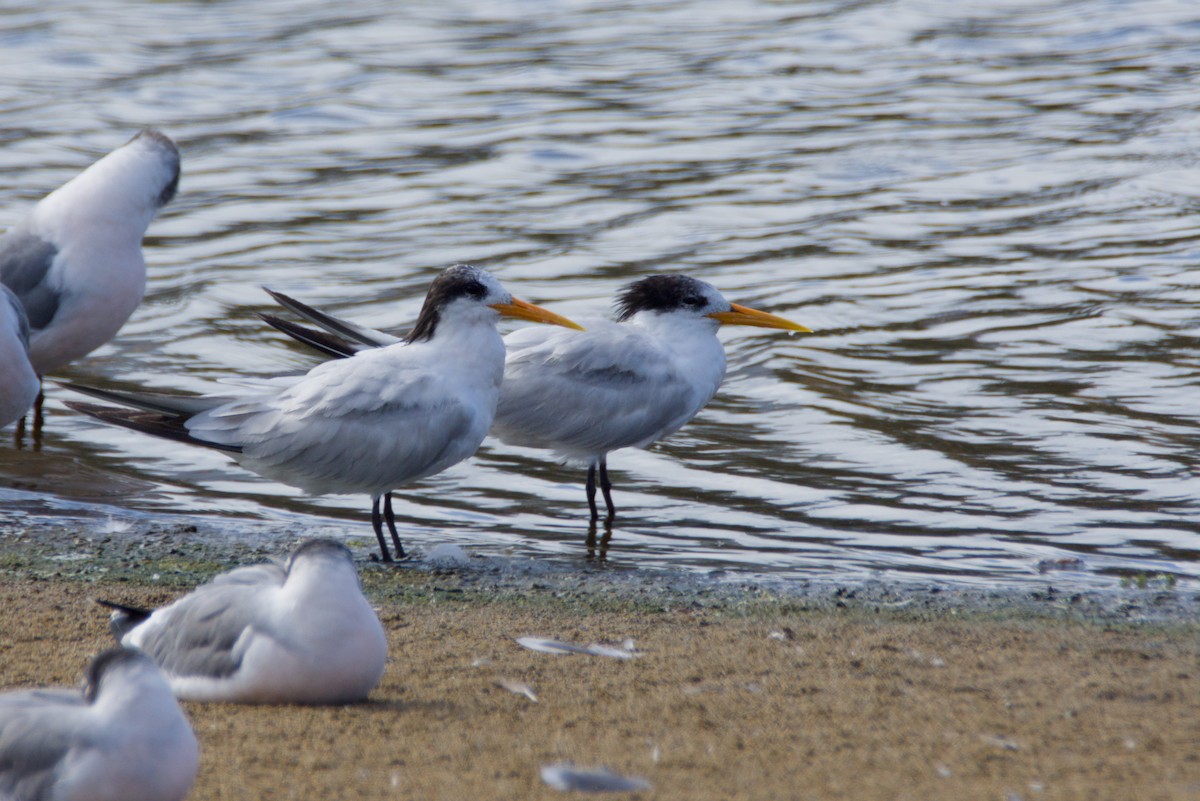 שחפית הדורה - ML648898864