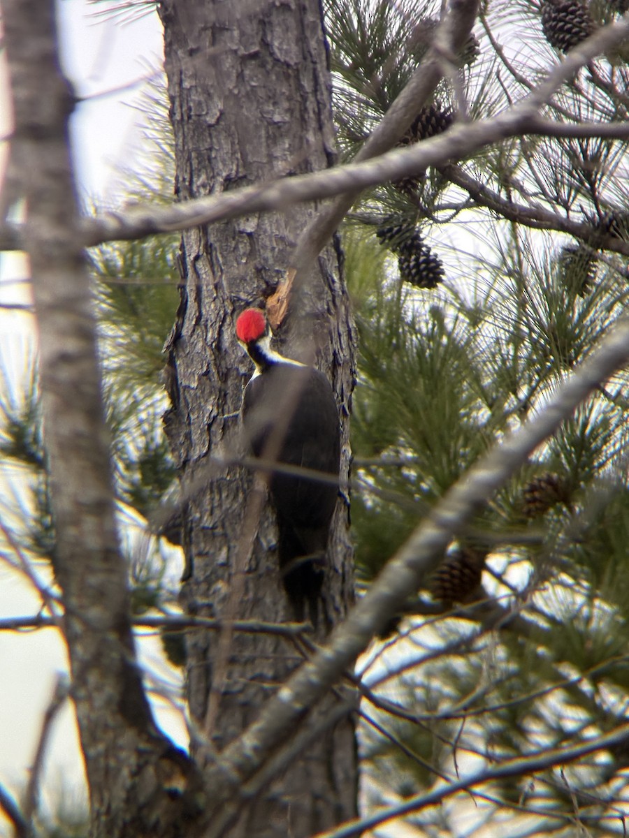 Pileated Woodpecker - ML648898893