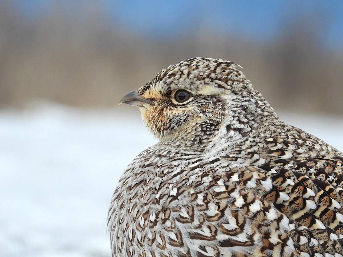 Острохвостый тетерев - ML648898953