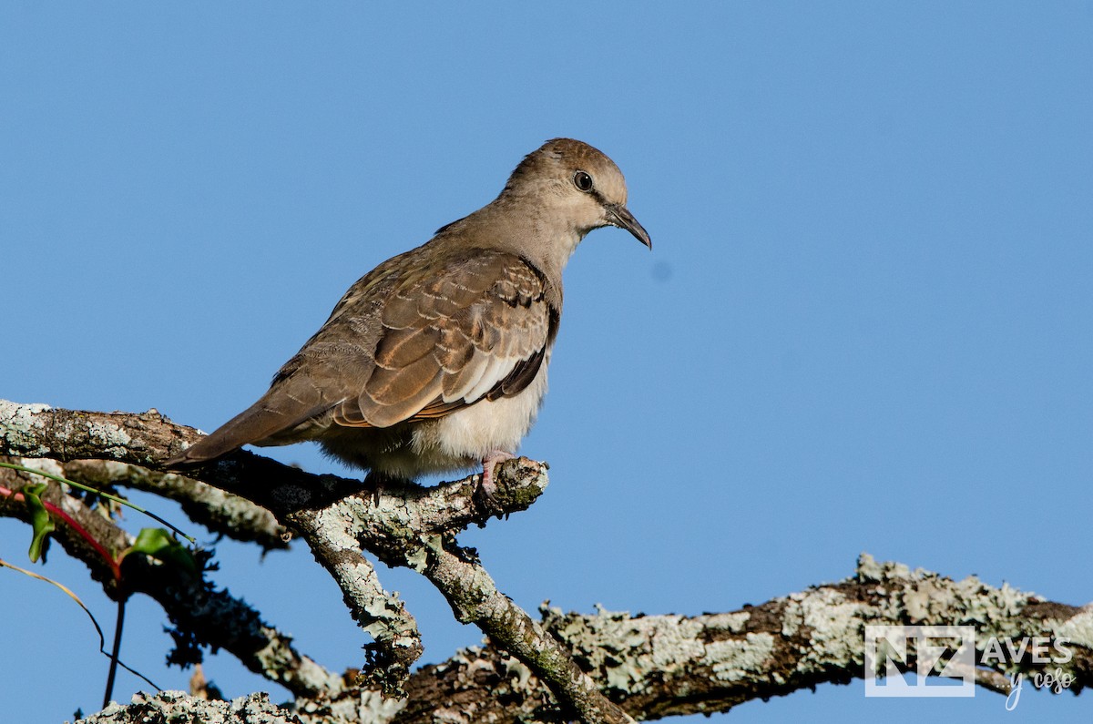 Пікуї - ML648899058